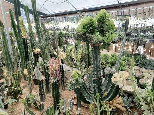 عکس گلخانه ژمینو کاکتوس