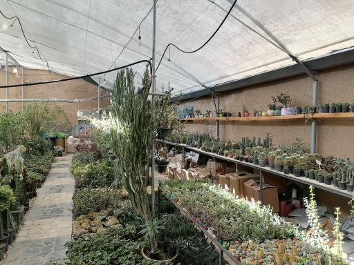 عکس گلخانه ژمینو کاکتوس