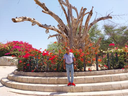 عکس درخت سبز کیش (درخت انجیر معابد کیش)