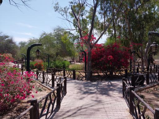 عکس درخت سبز کیش (درخت انجیر معابد کیش)