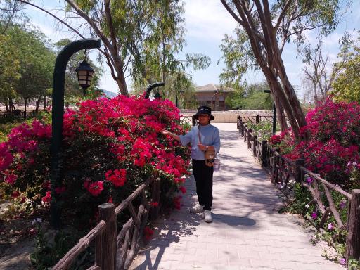 عکس درخت سبز کیش (درخت انجیر معابد کیش)