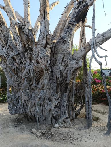 درخت سبز کیش (درخت انجیر معابد کیش)