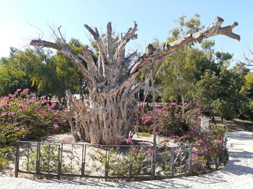 عکس درخت سبز کیش (درخت انجیر معابد کیش)