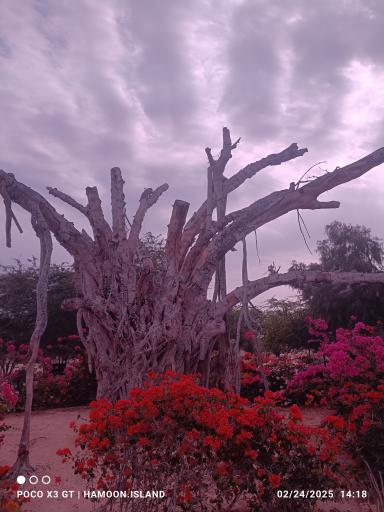 عکس درخت سبز کیش (درخت انجیر معابد کیش)