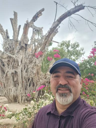 عکس درخت سبز کیش (درخت انجیر معابد کیش)