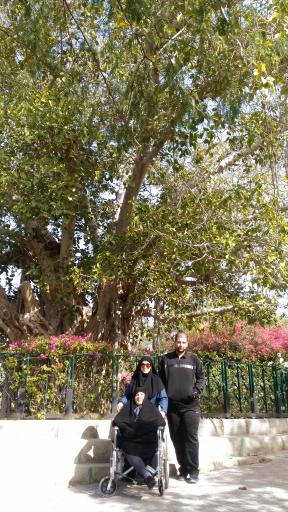 عکس درخت سبز کیش (درخت انجیر معابد کیش)