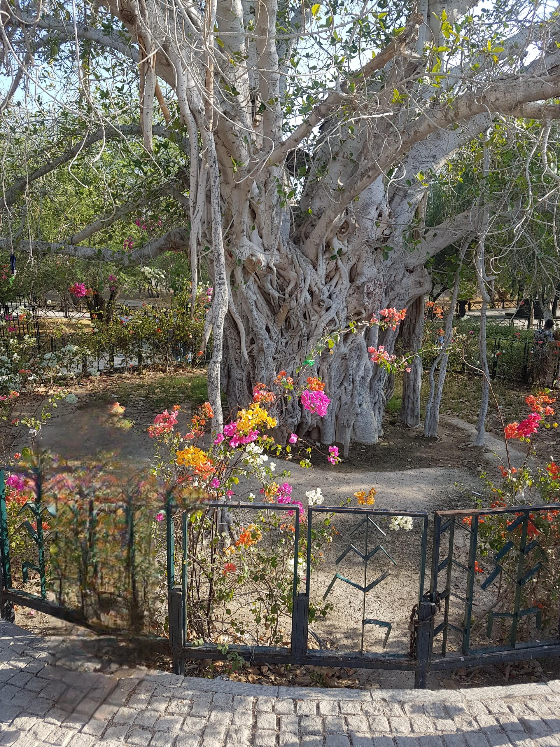 عکس درخت سبز کیش (درخت انجیر معابد کیش)