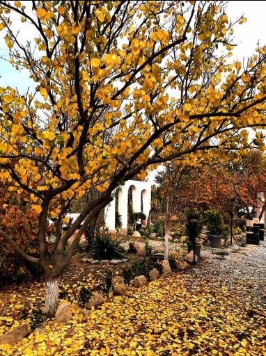 عکس کافه رستوران بابی لانژ