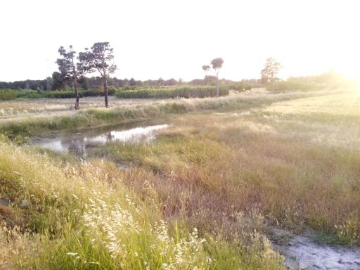 عکس سیاورز