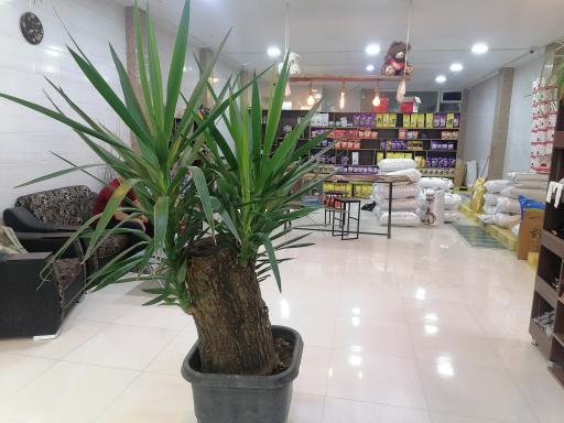 عکس قهوه باسکار 