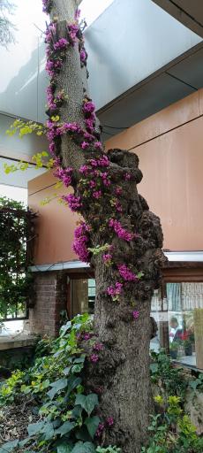 عکس باغ رستوران پردیس فراجا