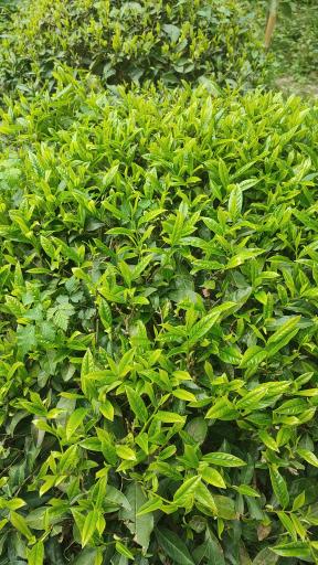 عکس فروشگاه کارخانه چای رحمانیان