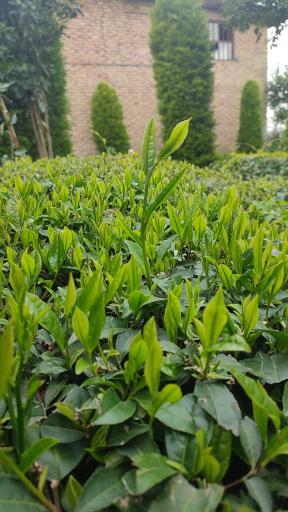 عکس فروشگاه کارخانه چای رحمانیان