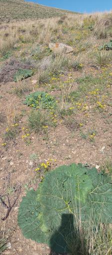 عکس روستای تالون