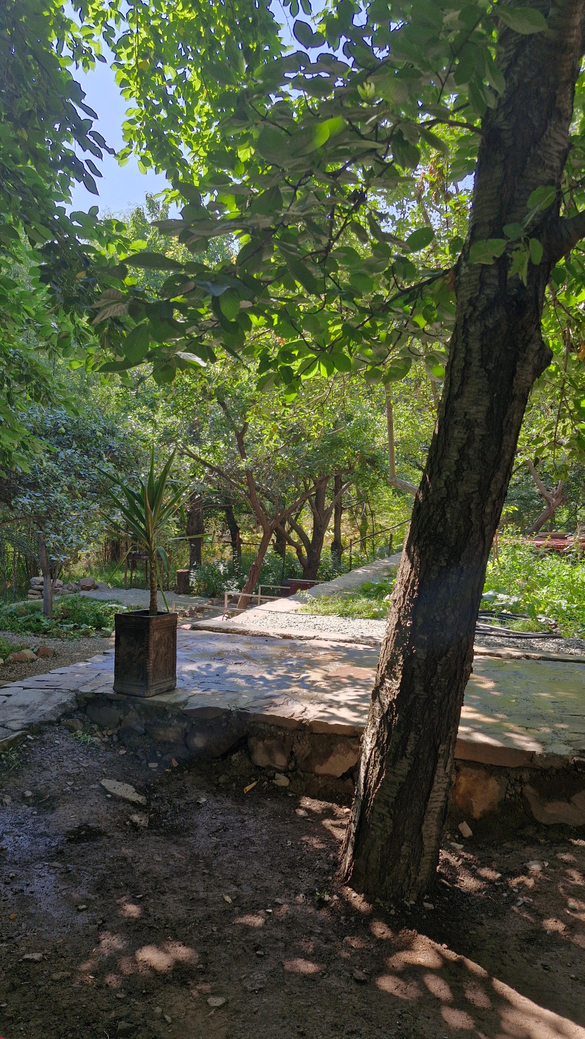 عکس رستوران گل سرخ