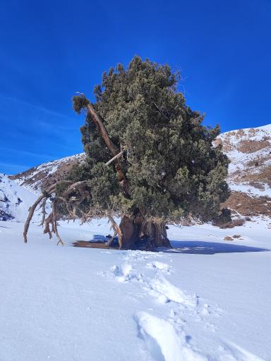 عکس درخت ۲۸۰۰ ارس