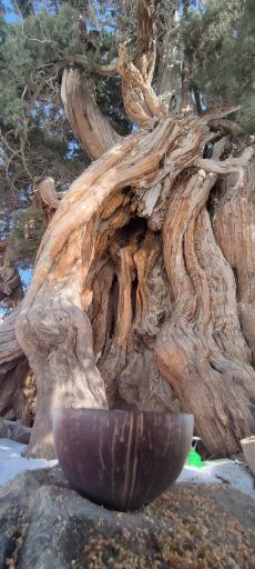 عکس درخت ۲۸۰۰ ارس