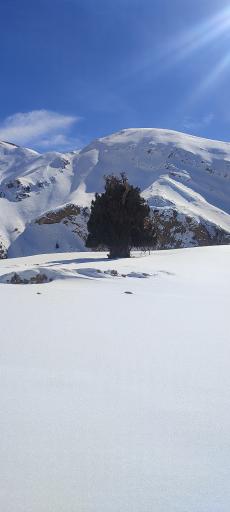 عکس درخت ۲۸۰۰ ارس