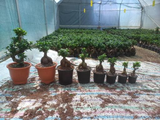 عکس گل باغ خورشید