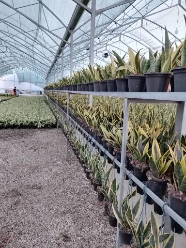 عکس گل باغ خورشید