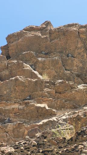 عکس کوه داراباد