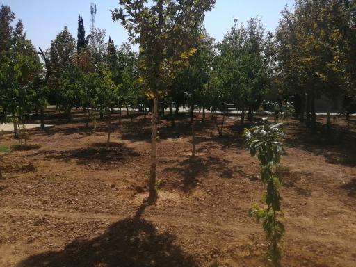 باغ مهربانو