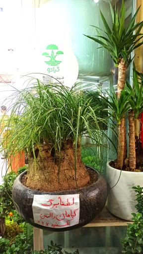 عکس فروشگاه گیاهان آپارتمانی و بونسای گیاتو
