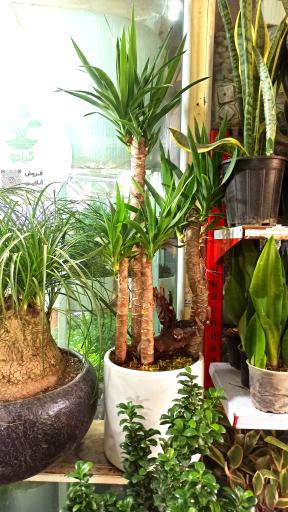 عکس فروشگاه گیاهان آپارتمانی و بونسای گیاتو