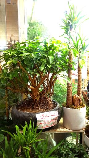 عکس فروشگاه گیاهان آپارتمانی و بونسای گیاتو