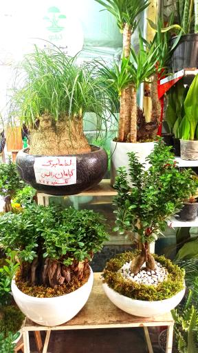 عکس فروشگاه گیاهان آپارتمانی و بونسای گیاتو