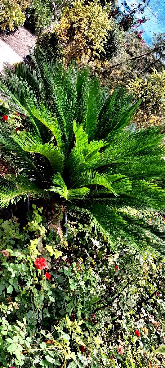 عکس نهالستان فتحی