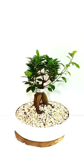 عکس فروشگاه گیاهان آپارتمانی و بونسای گیاتو