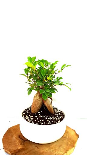 عکس فروشگاه گیاهان آپارتمانی و بونسای گیاتو