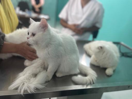 کلینیک دامپزشکی دکتر کرمانی