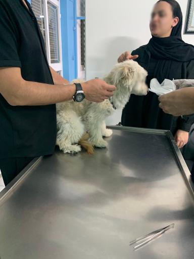 کلینیک دامپزشکی دکتر کرمانی