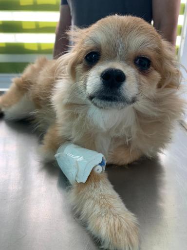 عکس کلینیک دامپزشکی دکتر کرمانی