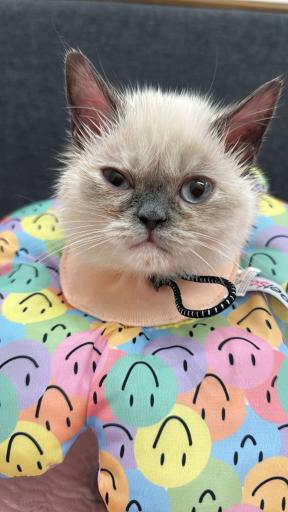 عکس کلینیک دامپزشکی دکتر کرمانی