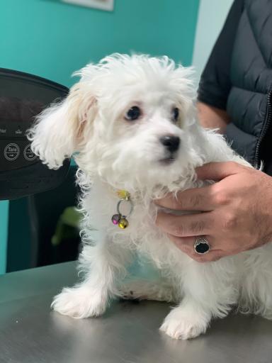 عکس کلینیک دامپزشکی دکتر کرمانی