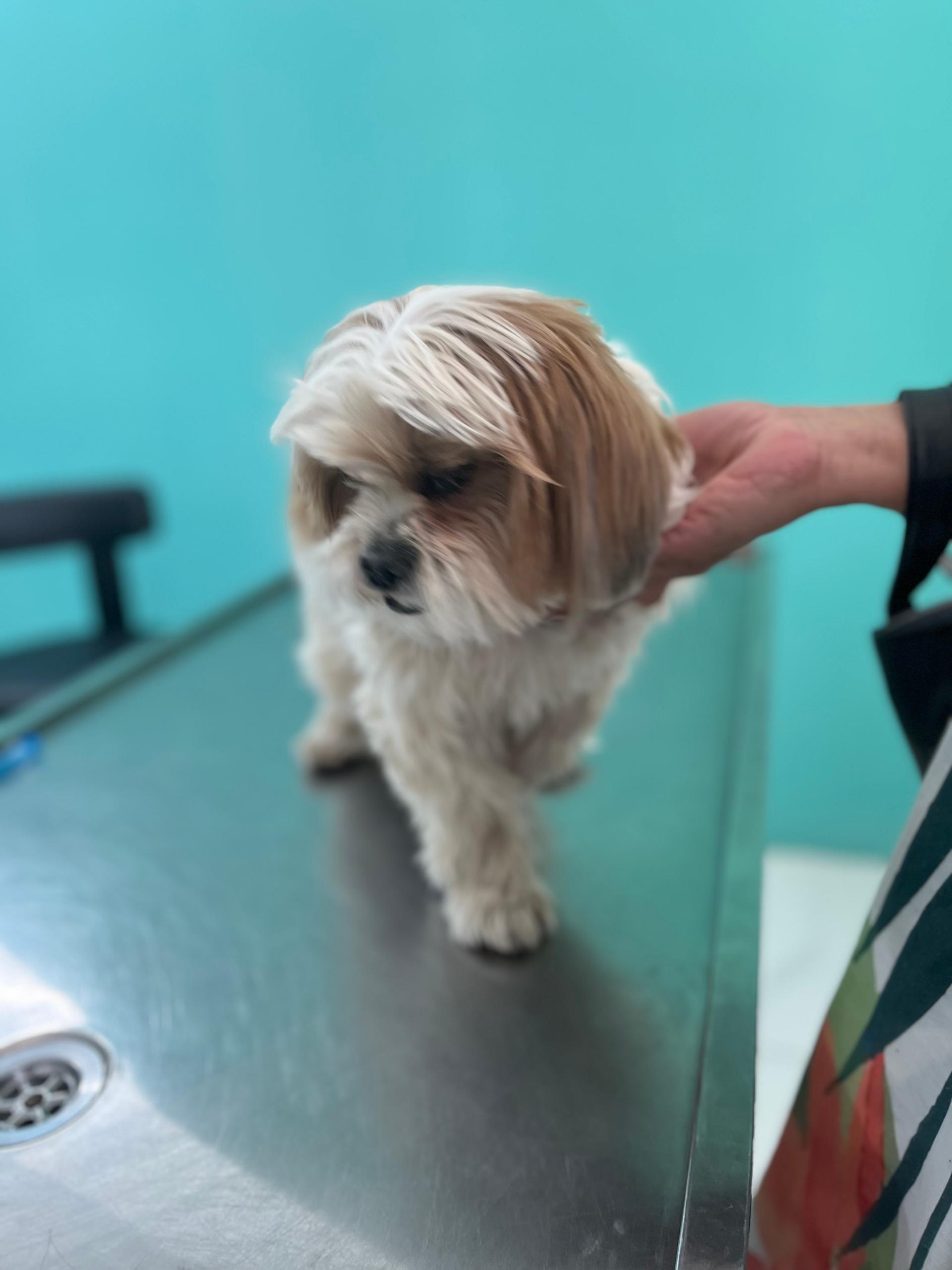 عکس کلینیک دامپزشکی دکتر کرمانی