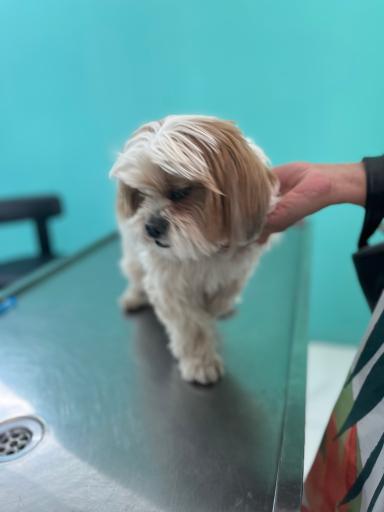 عکس کلینیک دامپزشکی دکتر کرمانی