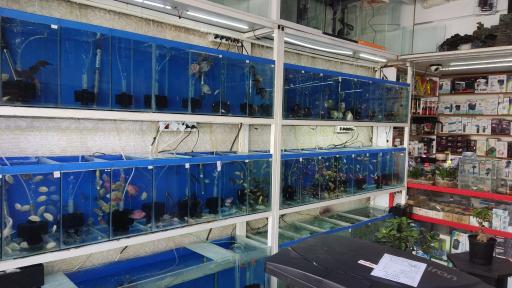 عکس آکواریوم تهران گلدفیش