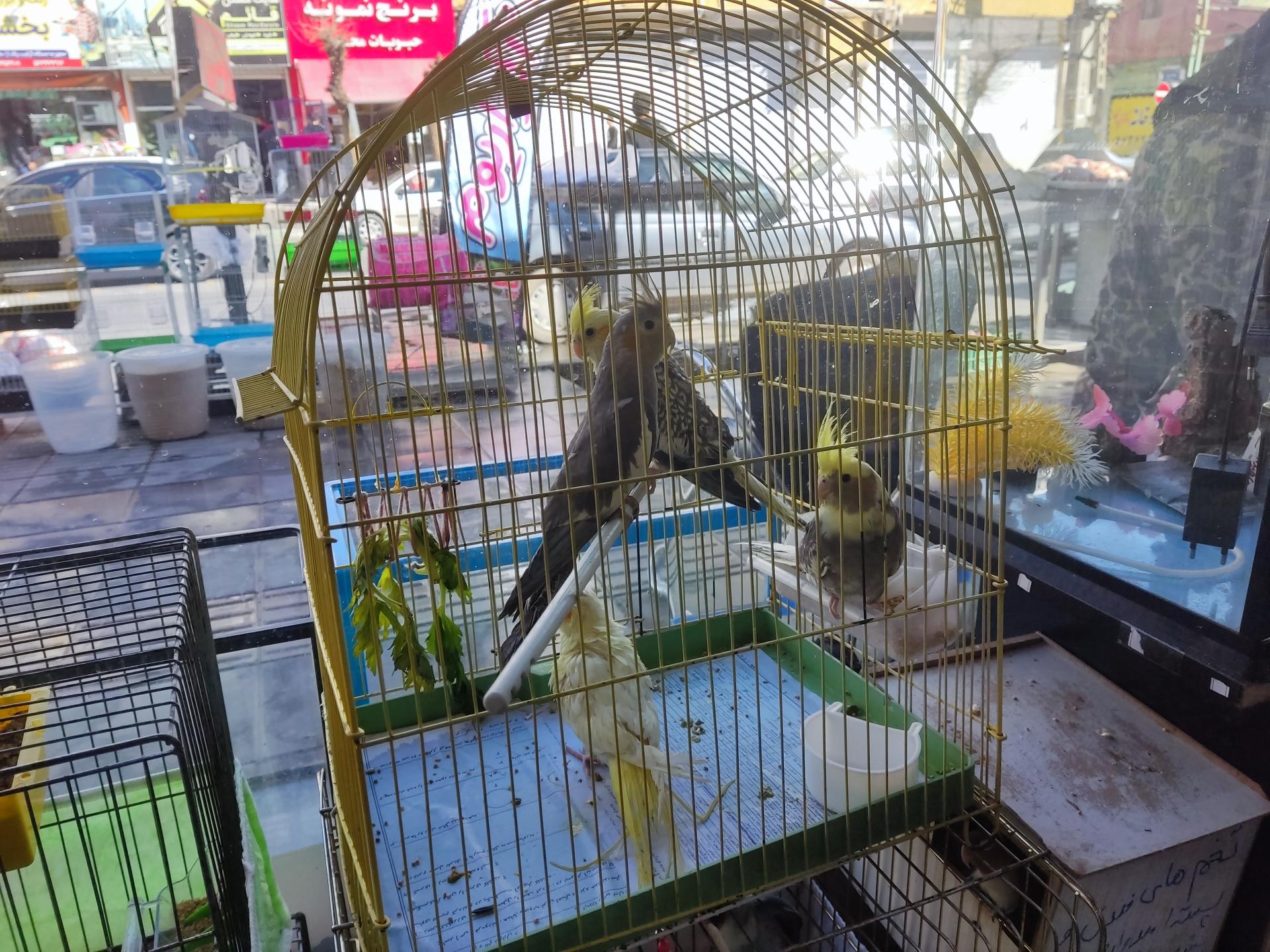 عکس آکواریوم تهران گلدفیش