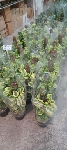 عکس باغ و مزرعه گل شهرداری