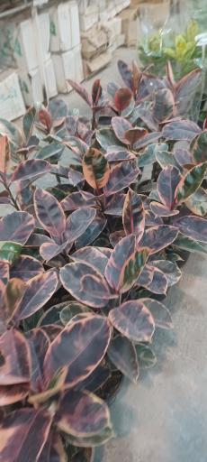 عکس باغ و مزرعه گل شهرداری