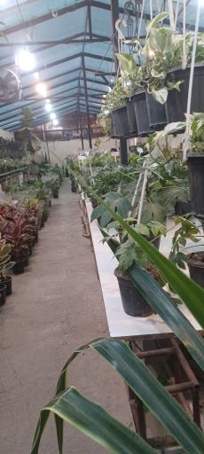 عکس باغ و مزرعه گل شهرداری