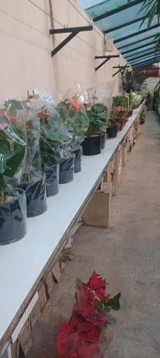 عکس باغ و مزرعه گل شهرداری