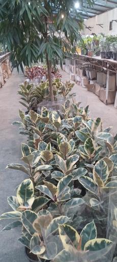 عکس باغ و مزرعه گل شهرداری