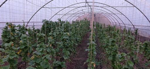 عکس گلخانه ریاحی