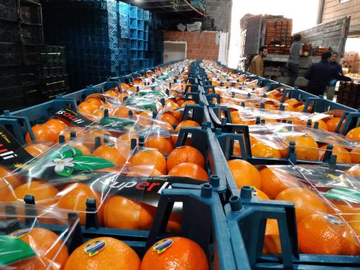 عکس سورتینگ مرکبات رسولی