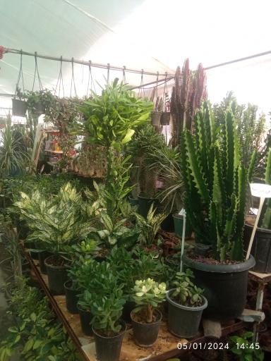 عکس گل خانه گل
